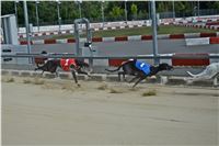 Chrt_dostihy_Greyhound_Racing_Park_Praha_CGDF_summer_prix_hawaii_2016_667.jpg