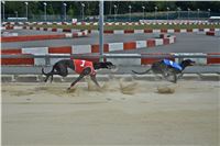 Chrt_dostihy_Greyhound_Racing_Park_Praha_CGDF_summer_prix_hawaii_2016_669.jpg