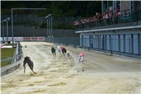 Chrt_dostihy_Greyhound_Racing_Park_Praha_CGDF_summer_prix_hawaii_2016_672.jpg