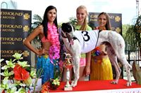 Chrt_dostihy_Greyhound_Racing_Park_Praha_CGDF_summer_prix_hawaii_2016_703.jpg
