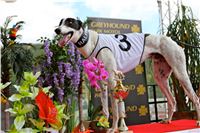 Chrt_dostihy_Greyhound_Racing_Park_Praha_CGDF_summer_prix_hawaii_2016_707.jpg
