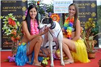 Chrt_dostihy_Greyhound_Racing_Park_Praha_CGDF_summer_prix_hawaii_2016_715.jpg