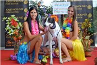Chrt_dostihy_Greyhound_Racing_Park_Praha_CGDF_summer_prix_hawaii_2016_717.jpg