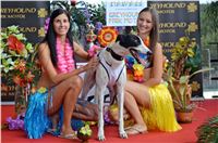 Chrt_dostihy_Greyhound_Racing_Park_Praha_CGDF_summer_prix_hawaii_2016_718.jpg