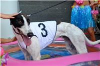 Chrt_dostihy_Greyhound_Racing_Park_Praha_CGDF_summer_prix_hawaii_2016_719.jpg