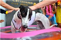 Chrt_dostihy_Greyhound_Racing_Park_Praha_CGDF_summer_prix_hawaii_2016_721.jpg