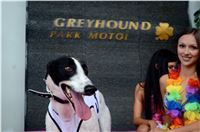 Chrt_dostihy_Greyhound_Racing_Park_Praha_CGDF_summer_prix_hawaii_2016_722.jpg