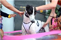 Chrt_dostihy_Greyhound_Racing_Park_Praha_CGDF_summer_prix_hawaii_2016_723.jpg