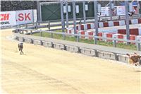 01_Chrti_dostihy_Greyhound_Racing_Park_Praha_Bookmakers_CuP_IMG_9853.jpg