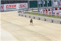 01_Chrti_dostihy_Greyhound_Racing_Park_Praha_Bookmakers_CuP_IMG_9855.jpg