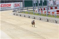 01_Chrti_dostihy_Greyhound_Racing_Park_Praha_Bookmakers_CuP_IMG_9856.jpg