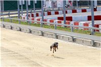 01_Chrti_dostihy_Greyhound_Racing_Park_Praha_Bookmakers_CuP_IMG_9858.jpg