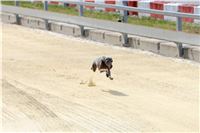 01_Chrti_dostihy_Greyhound_Racing_Park_Praha_Bookmakers_CuP_IMG_9859.jpg