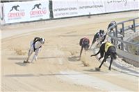 02_Chrti_dostihy_Greyhound_Racing_Park_Praha_Bookmakers_CuP_IMG_9886.jpg