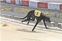 02_Chrti_dostihy_Greyhound_Racing_Park_Praha_Bookmakers_CuP_IMG_9888.jpg