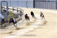 02_Chrti_dostihy_Greyhound_Racing_Park_Praha_Bookmakers_CuP_IMG_9892.jpg