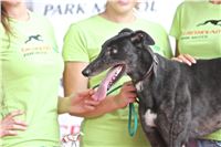 03_Chrti_dostihy_Greyhound_Racing_Park_Praha_Bookmakers_CuP_IMG_9939.jpg