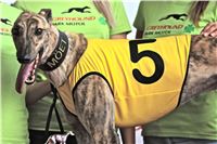 05_Chrti_dostihy_Greyhound_Racing_Park_Praha_Bookmakers_CuP_IMG_0038.jpg