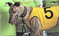 05_Chrti_dostihy_Greyhound_Racing_Park_Praha_Bookmakers_CuP_IMG_0039.jpg