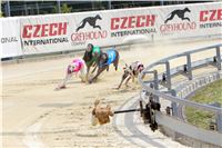 07_Chrti_dostihy_Greyhound_Racing_Park_Praha_Bookmakers_CuP_IMG_9921.jpg