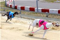 07_Chrti_dostihy_Greyhound_Racing_Park_Praha_Bookmakers_CuP_IMG_9927.jpg