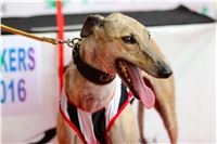 07_Chrti_dostihy_Greyhound_Racing_Park_Praha_Bookmakers_CuP_IMG_9982.jpg