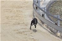 08_Chrti_dostihy_Greyhound_Racing_Park_Praha_Bookmakers_CuP_IMG_0125.jpg