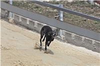 08_Chrti_dostihy_Greyhound_Racing_Park_Praha_Bookmakers_CuP_IMG_0128.jpg