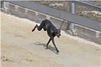 08_Chrti_dostihy_Greyhound_Racing_Park_Praha_Bookmakers_CuP_IMG_0129.jpg