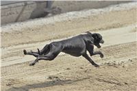 08_Chrti_dostihy_Greyhound_Racing_Park_Praha_Bookmakers_CuP_IMG_0136.jpg