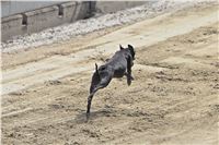 08_Chrti_dostihy_Greyhound_Racing_Park_Praha_Bookmakers_CuP_IMG_0137.jpg