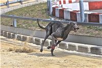 08_Chrti_dostihy_Greyhound_Racing_Park_Praha_Bookmakers_CuP_IMG_0143.jpg