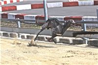 08_Chrti_dostihy_Greyhound_Racing_Park_Praha_Bookmakers_CuP_IMG_0144.jpg