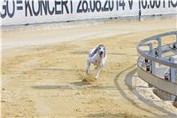 08_Chrti_dostihy_Greyhound_Racing_Park_Praha_Bookmakers_CuP_IMG_0146.jpg