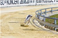 08_Chrti_dostihy_Greyhound_Racing_Park_Praha_Bookmakers_CuP_IMG_0147.jpg