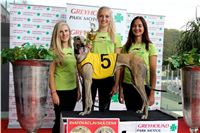 Chrt_dostihy_Praha_Greyhound_Racing_CGDF_Svatovaclavska_cena_2016_.jpg