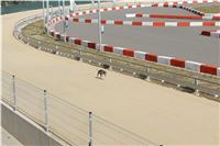 Chrt_dostihy_Praha_Greyhound_Racing_CGDF_Svatovaclavska_cena_2016_027.jpg