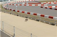 Chrt_dostihy_Praha_Greyhound_Racing_CGDF_Svatovaclavska_cena_2016_028.jpg