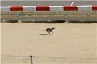 Chrt_dostihy_Praha_Greyhound_Racing_CGDF_Svatovaclavska_cena_2016_029.jpg