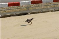 Chrt_dostihy_Praha_Greyhound_Racing_CGDF_Svatovaclavska_cena_2016_030.jpg