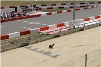 Chrt_dostihy_Praha_Greyhound_Racing_CGDF_Svatovaclavska_cena_2016_032.jpg