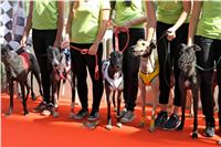 Chrt_dostihy_Praha_Greyhound_Racing_CGDF_Svatovaclavska_cena_2016_039.jpg