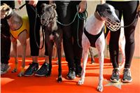 Chrt_dostihy_Praha_Greyhound_Racing_CGDF_Svatovaclavska_cena_2016_040.jpg