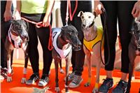 Chrt_dostihy_Praha_Greyhound_Racing_CGDF_Svatovaclavska_cena_2016_041.jpg