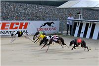 Chrt_dostihy_Praha_Greyhound_Racing_CGDF_Svatovaclavska_cena_2016_049.jpg