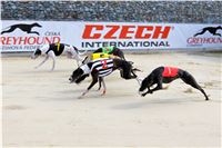 Chrt_dostihy_Praha_Greyhound_Racing_CGDF_Svatovaclavska_cena_2016_050.jpg
