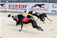 Chrt_dostihy_Praha_Greyhound_Racing_CGDF_Svatovaclavska_cena_2016_052.jpg