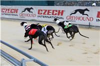 Chrt_dostihy_Praha_Greyhound_Racing_CGDF_Svatovaclavska_cena_2016_053.jpg