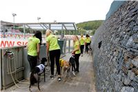 Chrt_dostihy_Praha_Greyhound_Racing_CGDF_Svatovaclavska_cena_2016_060.jpg