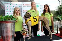 Chrt_dostihy_Praha_Greyhound_Racing_CGDF_Svatovaclavska_cena_2016_063.jpg